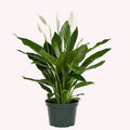 Peace Lily Live Flowering Plant 6-Inch Pot F469