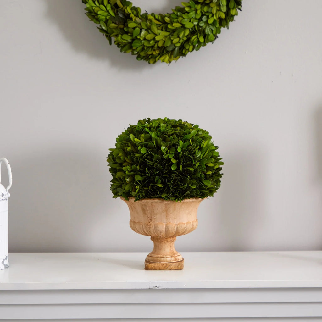 Preserved Topiary Ball Plant in Decorative Urn L89532