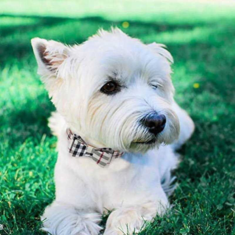 Bow Tie Dog Collar and Leash Set L690654