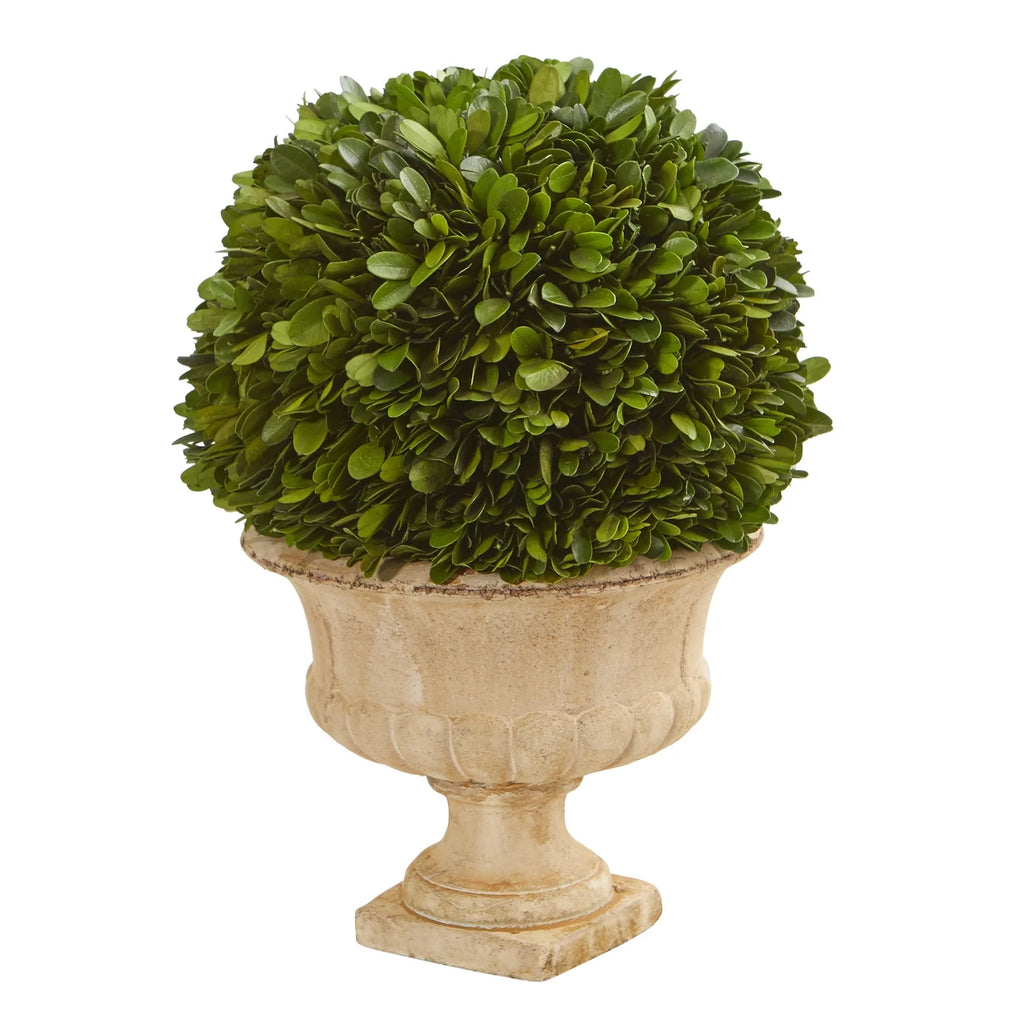 Preserved Topiary Ball Plant in Decorative Urn L89532
