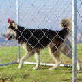 Large Pet Dog Kennel Cage 7.5' x 7.5' Playpen P357247