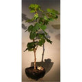 Wine Grape Bonsai Tree U646