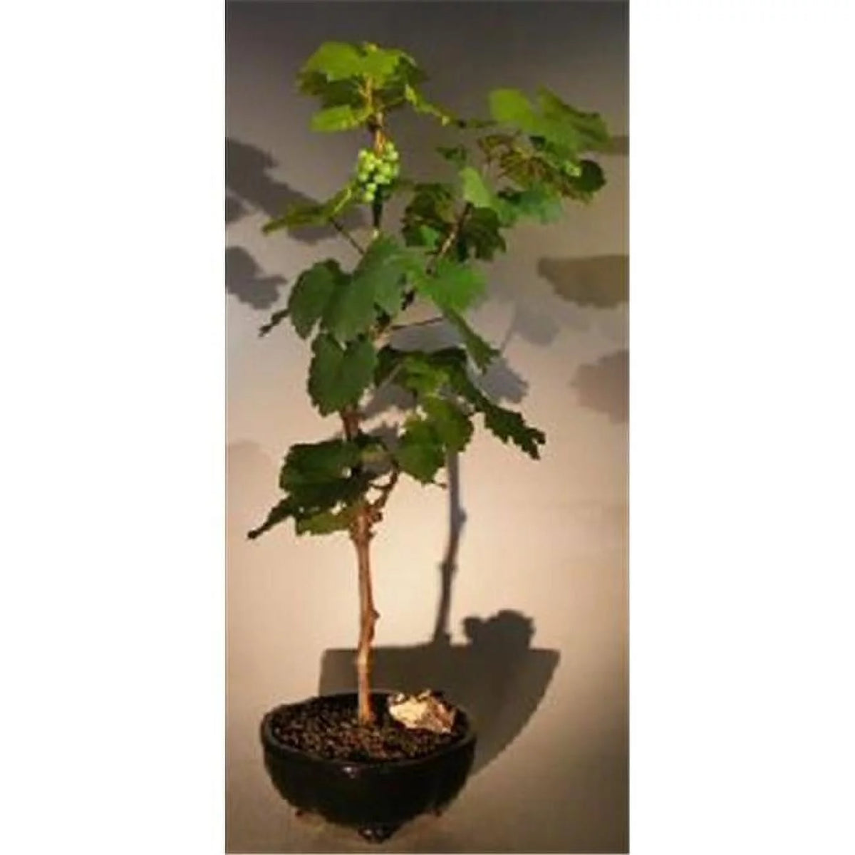 Wine Grape Bonsai Tree U646