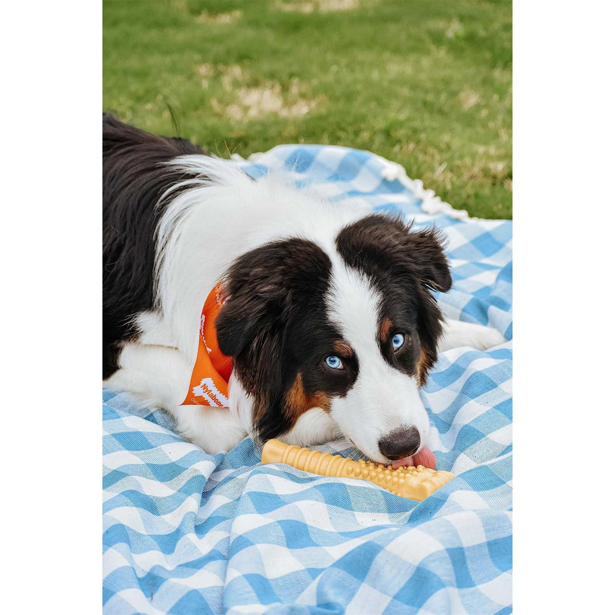 Peanut Butter Dog Bone U6559