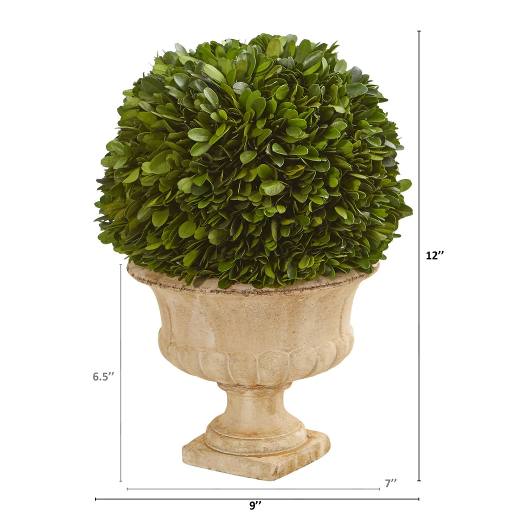 Preserved Topiary Ball Plant in Decorative Urn L89532