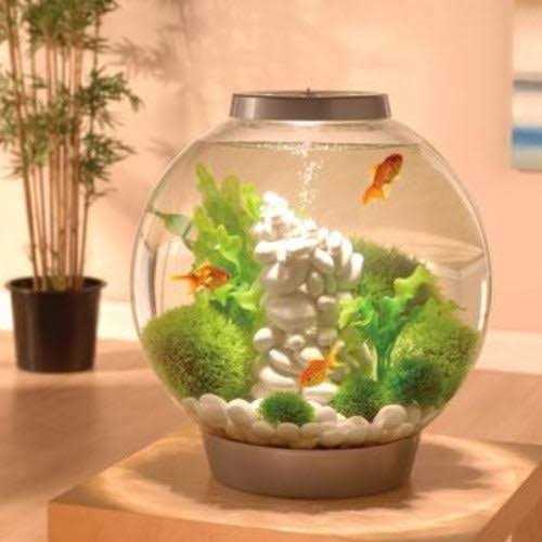 Classic 60 Aquarium with LED Q94111