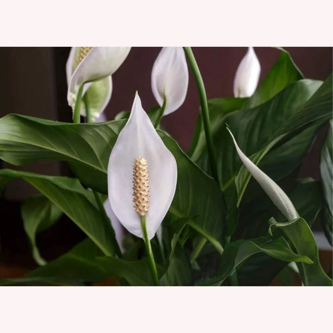 Peace Lily Live Flowering Plant 6-Inch Pot F469