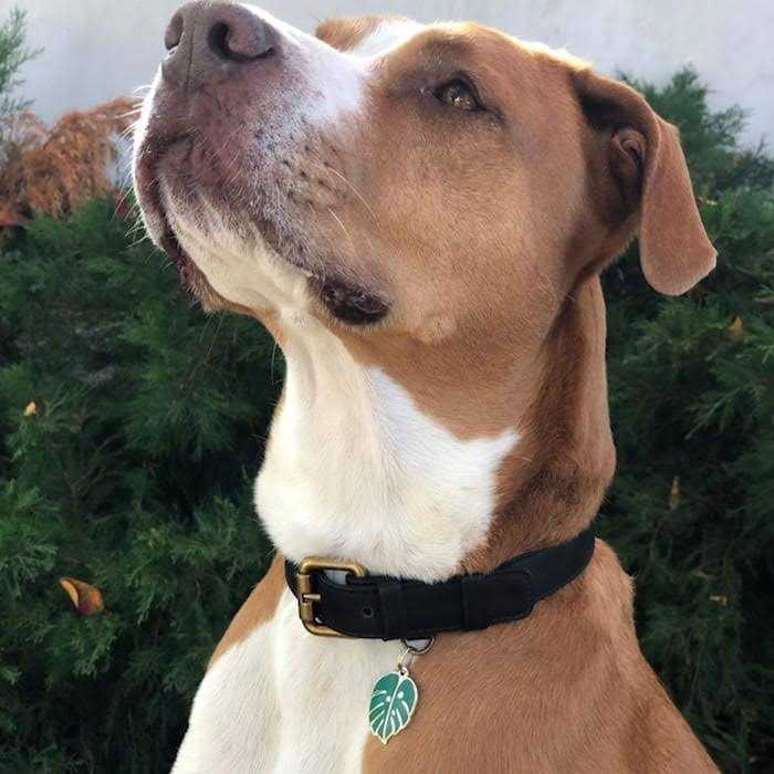 Monstera Leaf Personalized Dog & Cat ID Tag S183